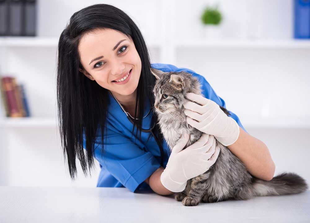 Pets and Pet Care